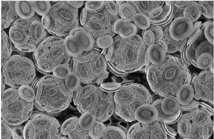 Coccolithophores (a type of marine algae)