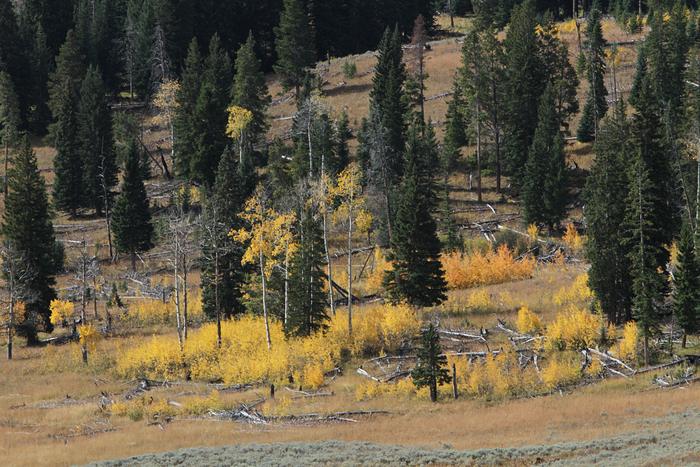Aspens of Yellowstone National Park