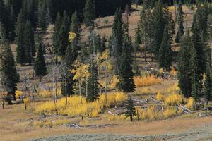 Aspens of Yellowstone National Park