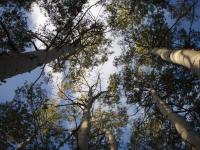 Stressed Forests (2 of 3)