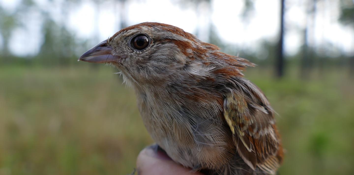 Bachman's Sparrow