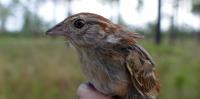 Bachman's Sparrow