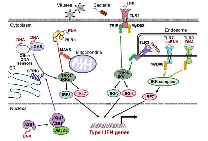 Schematic illustration of IRF transcription factor activation and type I IFN gene induction by innate immune receptor signaling pathways