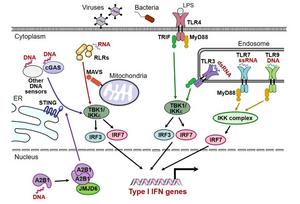Schematic illustration of IRF transcription factor activation and type I IFN gene induction by innate immune receptor signaling pathways