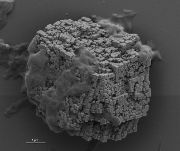How 'Bricks' are Organized Inside a Sea Urchin Spicule