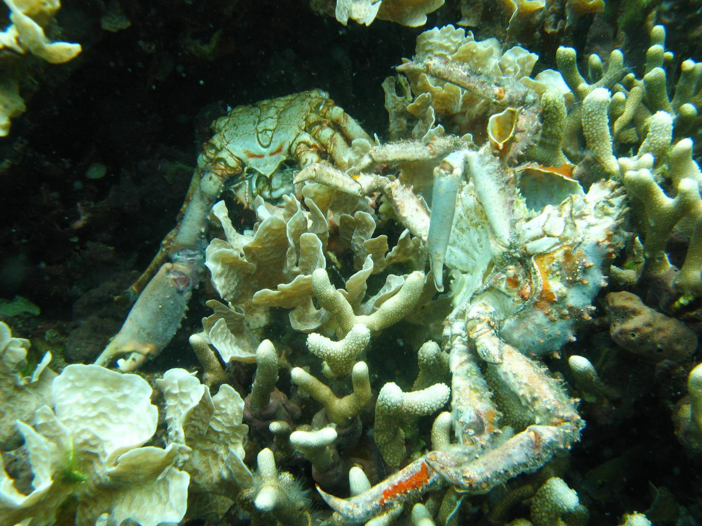 Dying Coral