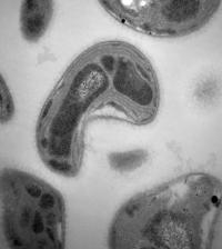 Newly Identified Microbial Process Could Reduce Toxic Methylmercury Levels