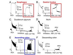 Comparative Effects of PAF on Smooth Muscles in Different Regions of the Rat Gastrointestinal Tract