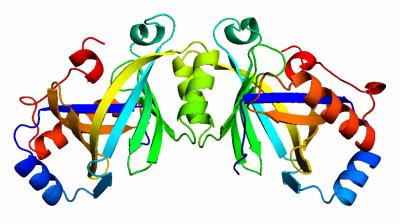 Structure of Key Enzyme in Plague Bacterium Found