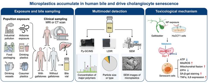 Overview of microplastic accumulation in human bile and its toxic effects.