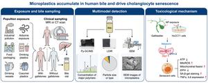 Overview of microplastic accumulation in human bile and its toxic effects.