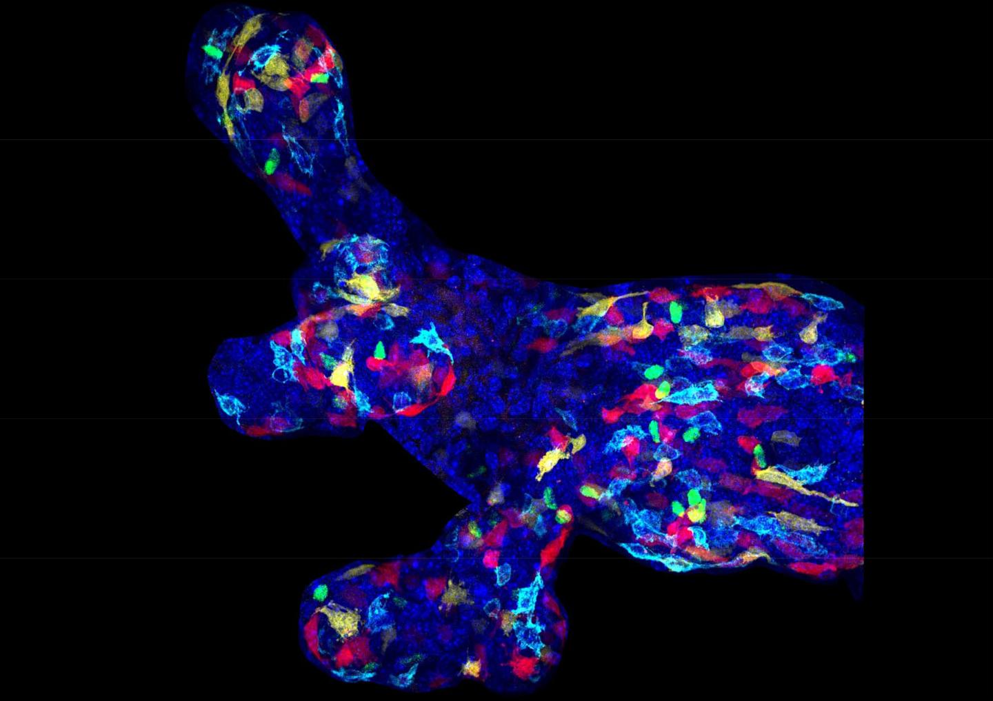 Embryonic Mammay Gland Stem Cells Identified