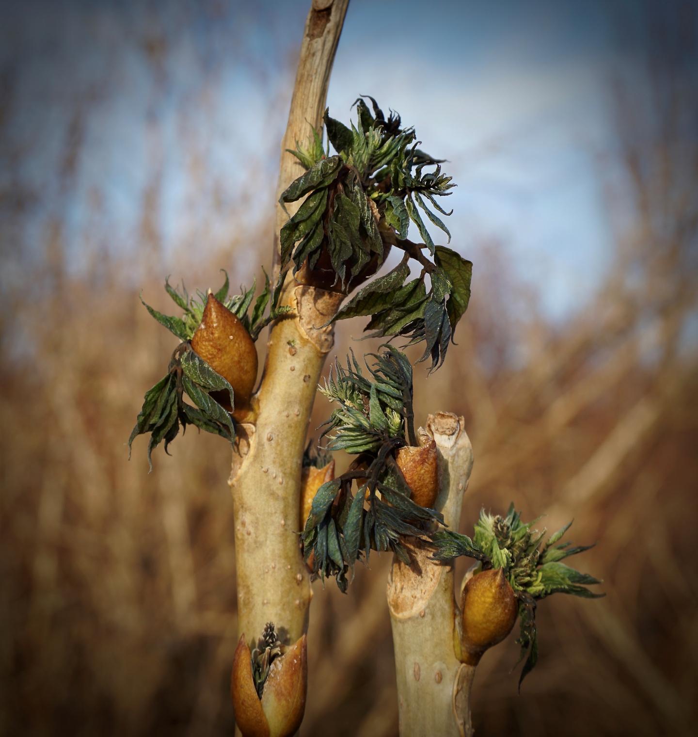 Late-Spring-Frost Damage