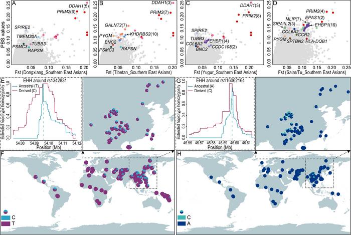 The impact of human adaptative history on human disease susceptibility and phenotype diversity