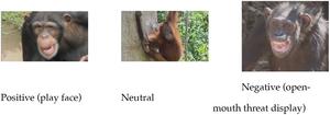 Evolutionary echoes of emotion: Humans mimic other primate expressions