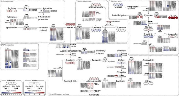 Gene-metabolite map of the GABA and lactic acid pathways in florets from packed cultivars.