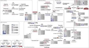 Gene-metabolite map of the GABA and lactic acid pathways in florets from packed cultivars.