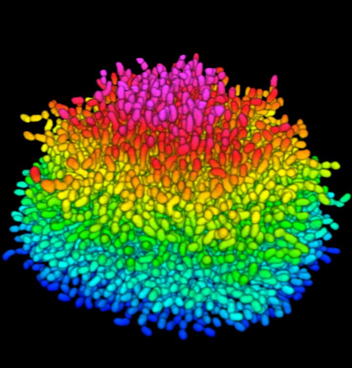 Biofilm Structure