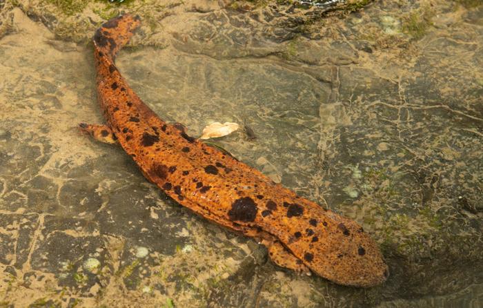 Japanese giant salamander