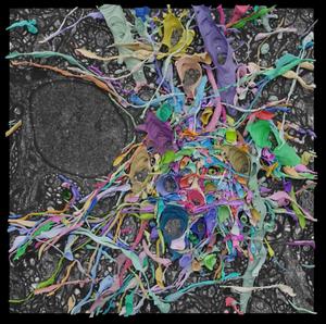 reconstruction of 658 neuronal structures