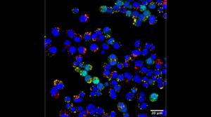 Nanoparticles figure