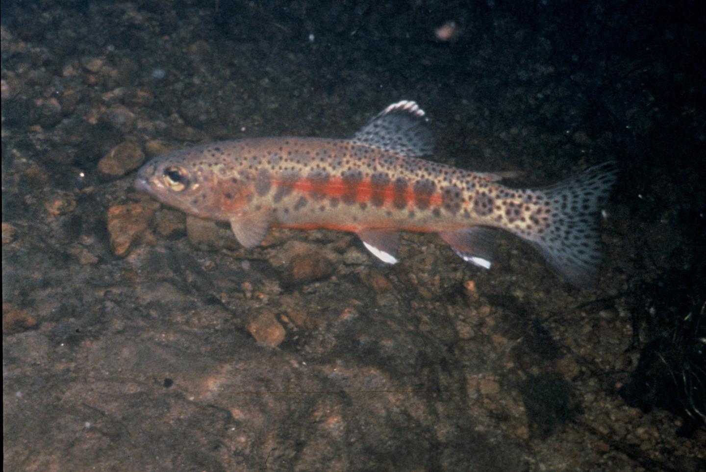 Golden Trout
