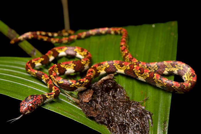 Sibon marleyae