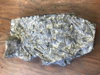 Fossil sea lily