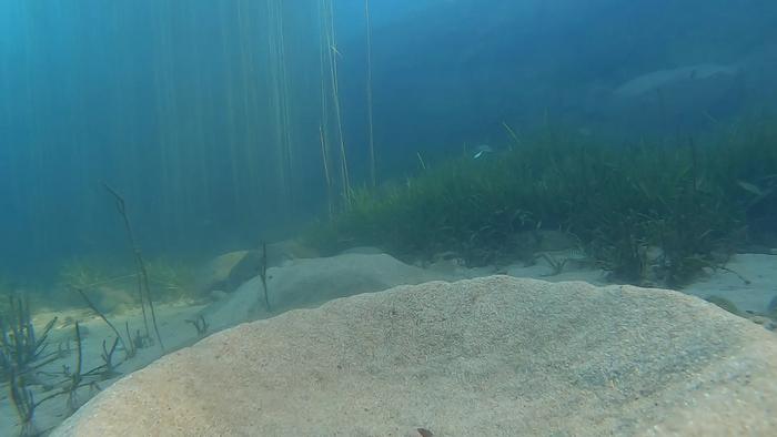 Blue featherfin cleans bower