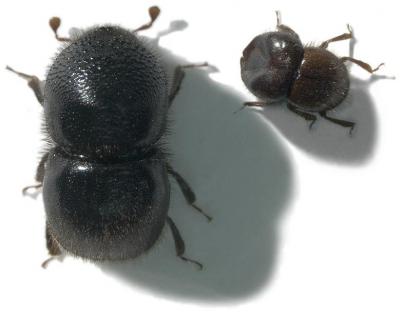 Ambrosia Beetles