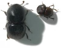 Ambrosia Beetles