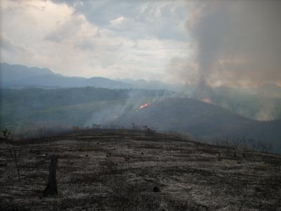 Burning Rainforest