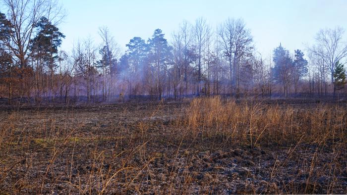 Tall Timbers - After Burn