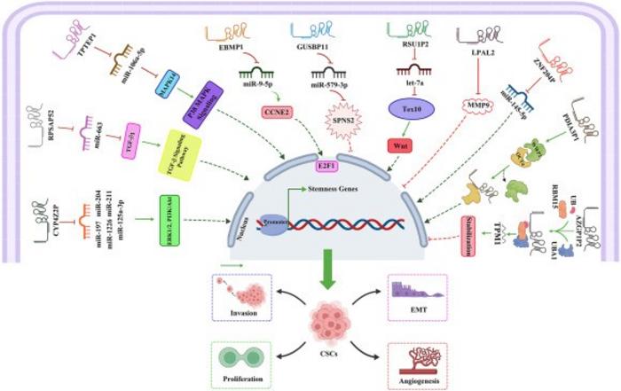 Schematic representation of the regulatory function of pseudogene-derived lncRNAs involved in the development of cancer stem cells (CSCs) in various cancers