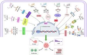 Schematic representation of the regulatory function of pseudogene-derived lncRNAs involved in the development of cancer stem cells (CSCs) in various cancers