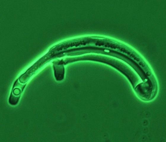 Yeast <em>Scheffersomyces stipitis</em>