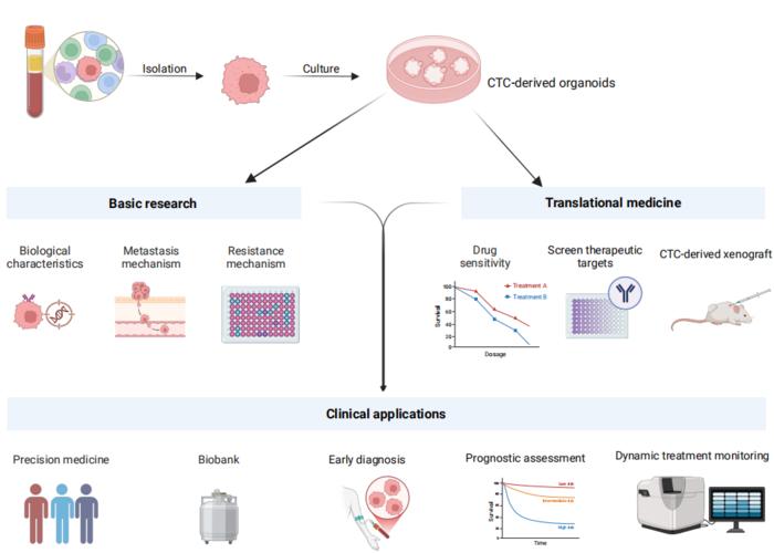 The application of CTC-derived organoids