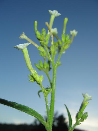 <i>Nicotiana</i> Flowers