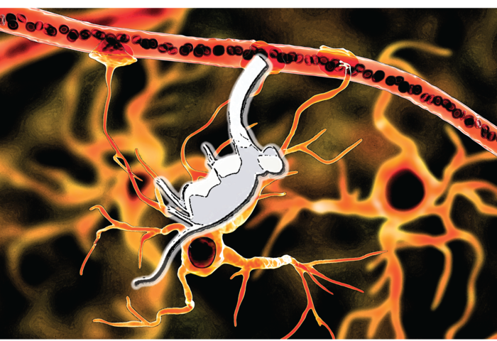 Protein boosts breathing in mice