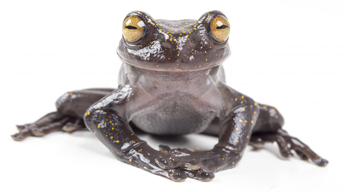 <em>Hyloscirtus hillisi</em> (1 of 2)