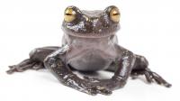 <em>Hyloscirtus hillisi</em> (1 of 2)