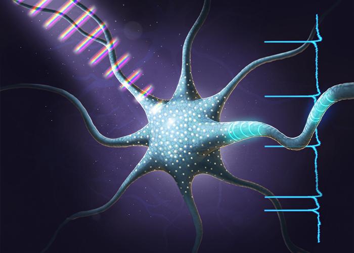 Coherent Control in an Optogenetic Neuron