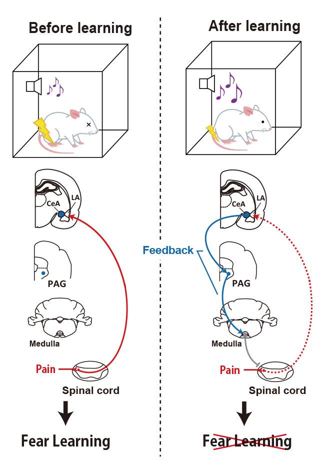 Brain Circuit Model for Setting Fear Learning Levels