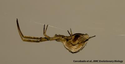 A Bridging Spider