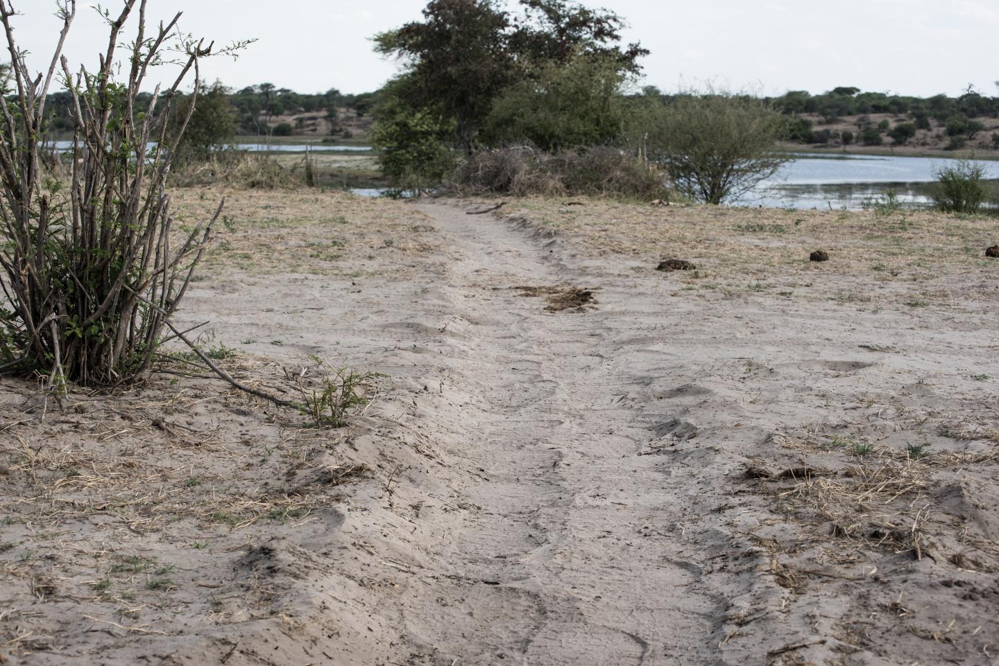 An elephant pathway