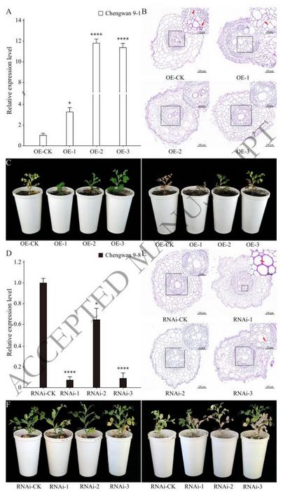 Overexpression and RNA interference of PsFwC9 candidate gene Psat4g213640 in hairy roots.