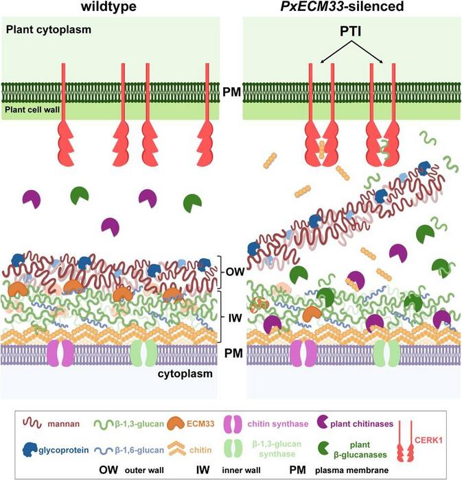 Schematic representation of the proposed role of PxECM33 in the fungal cell wall.