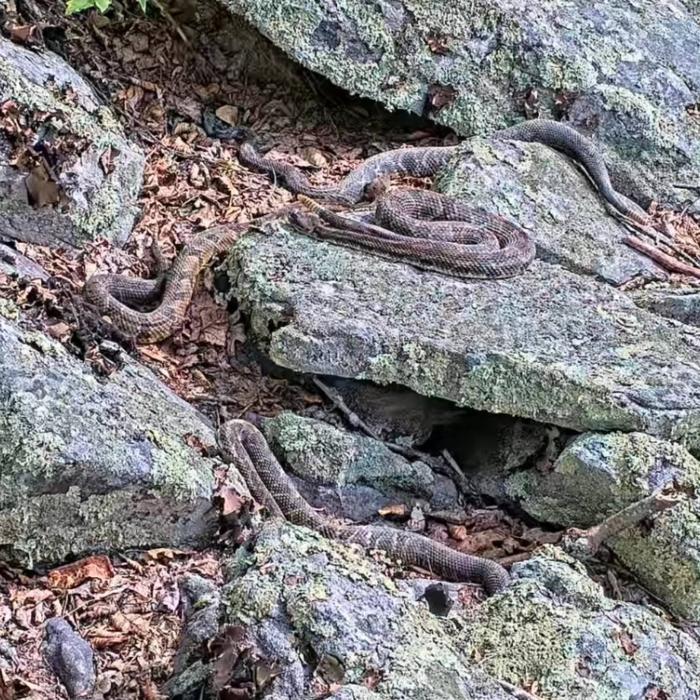 Photo 2 -- Snakes