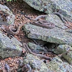 Photo 2 -- Snakes