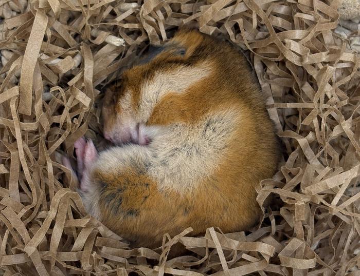 Hibernating hamster